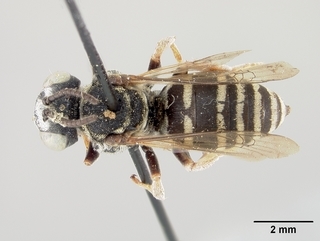 Triepeolus pectoralis, male, top