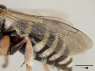 Triepeolus pectoralis, male, wing