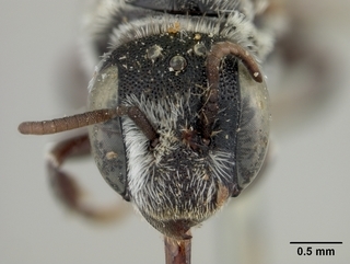 Ashmeadiella cactorum, female, face