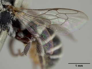 Ashmeadiella cactorum, female, wing