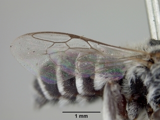 Ashmeadiella meliloti, male, wing