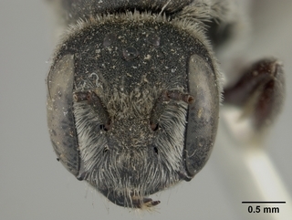Chelostoma californicum, female, face