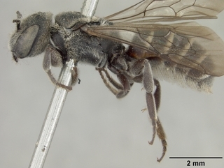 Chelostoma californicum, female, side