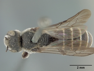 Chelostoma californicum, female, top
