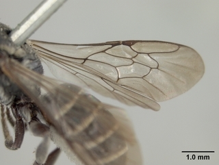 Chelostoma californicum, female, wing