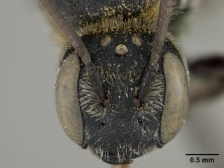 Chelostoma californicum, male, face