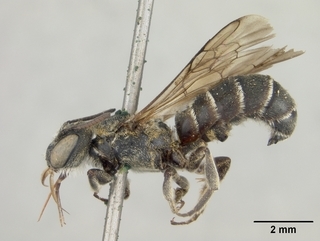 Chelostoma californicum, male, side