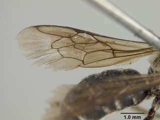 Chelostoma californicum, male, wing