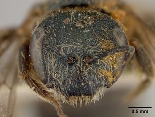 Halictus tripartitus, female, face