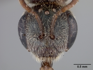 Halictus tripartitus, female, face