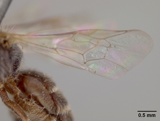 Halictus tripartitus, female, wing