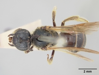 Lasioglossum argemonis, female, top
