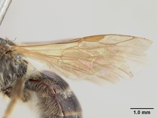 Lasioglossum argemonis, female, wing