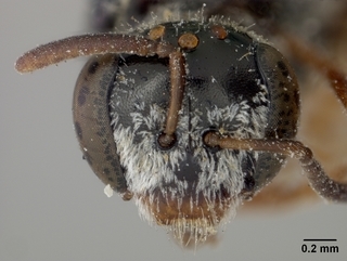 Lasioglossum arizonense, female, face