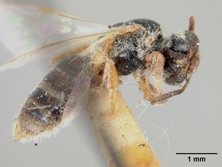 Lasioglossum arizonense, female, side