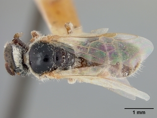 Lasioglossum arizonense, female, top