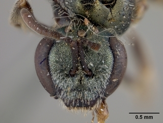 Lasioglossum impavidum, female, face