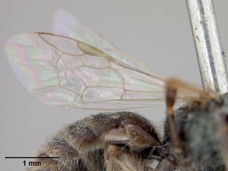 Lasioglossum impavidum, female, wing