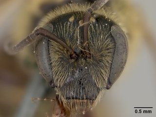 Lasioglossum mellipes, female, face