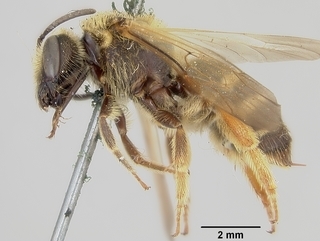 Lasioglossum mellipes, female, side