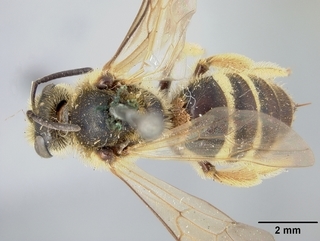 Lasioglossum mellipes, female, top