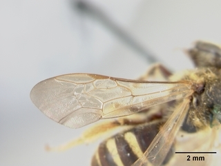 Lasioglossum mellipes, female, wing