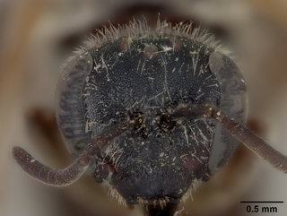 Lasioglossum sisymbrii, female, face