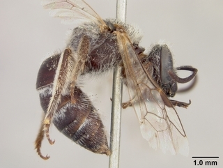 Lasioglossum sisymbrii, female, side