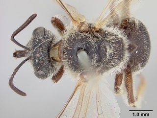 Lasioglossum sisymbrii, female, top