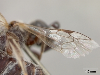 Lasioglossum sisymbrii, female, wing