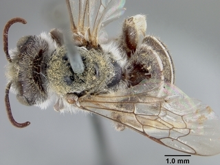 Hesperapis laticeps, male, top