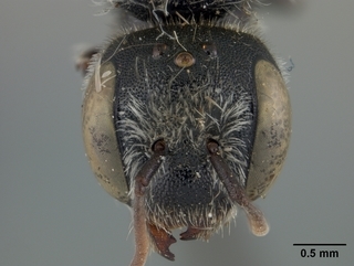 Hoplitis grinnelli, female, face