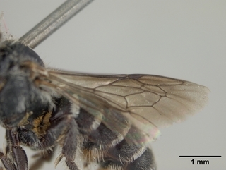 Hoplitis grinnelli, female, wing