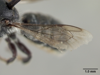 Hoplitis pilosifrons, female, wing