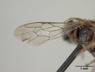 Hoplitis producta, male, wing