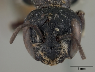 Hoplitis truncata, female, face