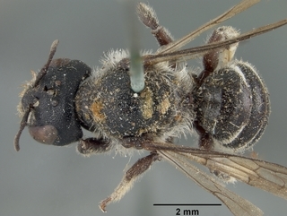 Hoplitis truncata, female, top