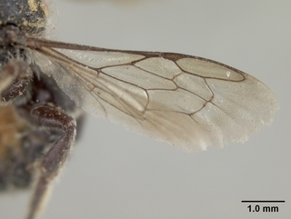 Hoplitis truncata, female, wing