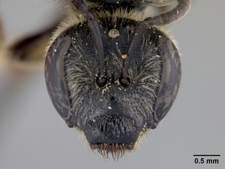 Lasioglossum acuminatum, female, face