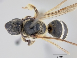Lasioglossum acuminatum, female, top