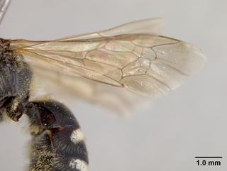 Lasioglossum acuminatum, female, wing