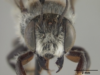 Megachile alata, male, face