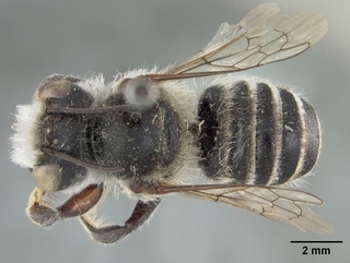 Megachile alata, male, top