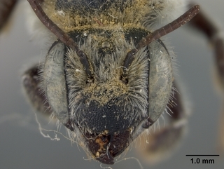 Megachile anograe, female, face
