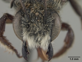 Megachile gemula, male, face