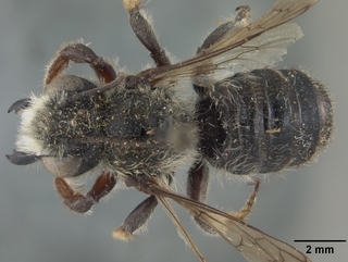 Megachile gemula, male, top