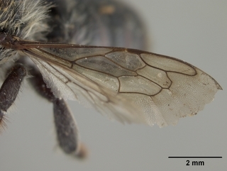 Megachile gemula, male, wing