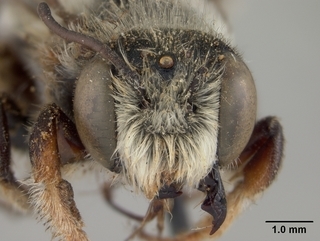 Megachile subnigra, male, face