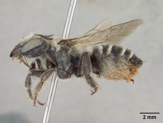 Megachile anograe, female, side