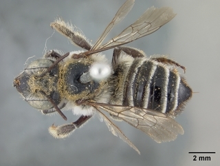 Megachile anograe, female, top